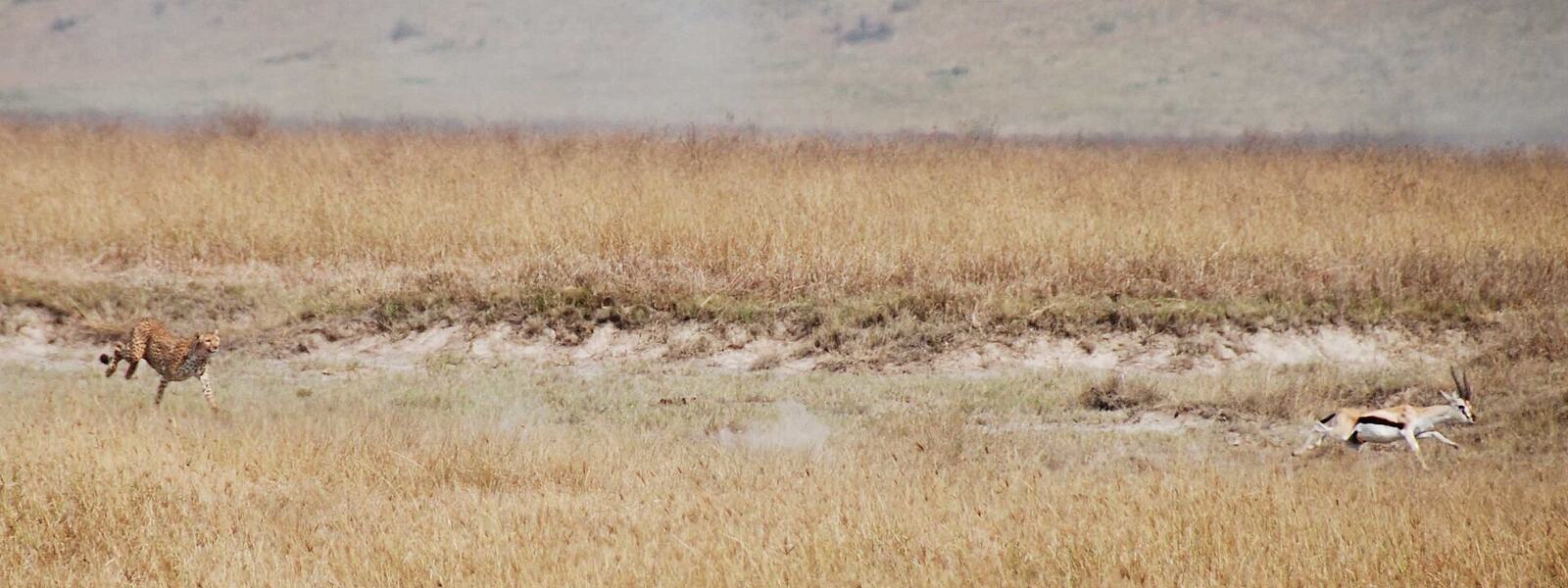 Cheetah chasing a Thomson's gazelle in the Ngorongoro Crater
