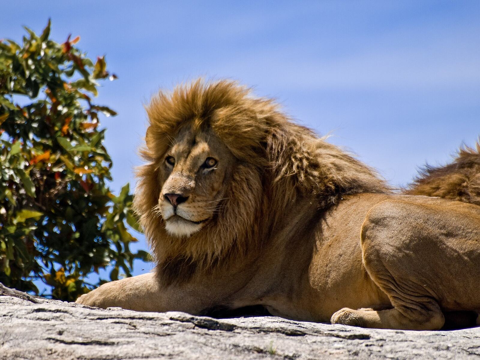 Male lion resting on a rocky kopje in the Serengeti
