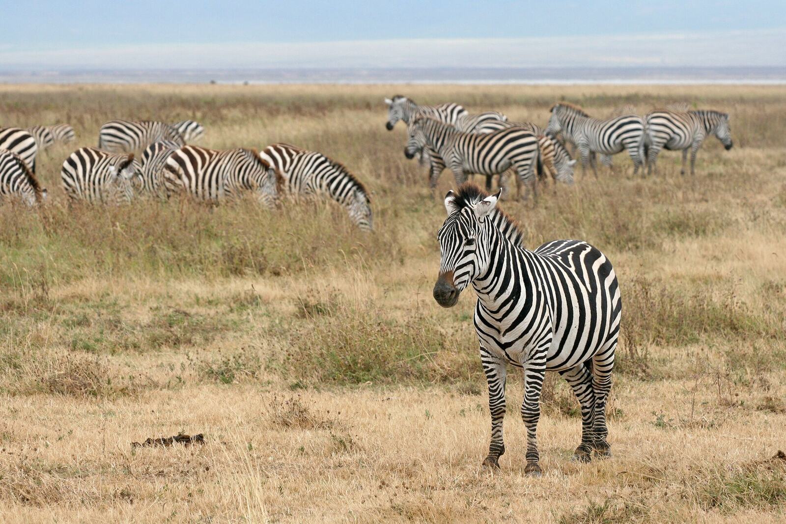 Zebras grazing on the floor of the Ngorongoro Crater