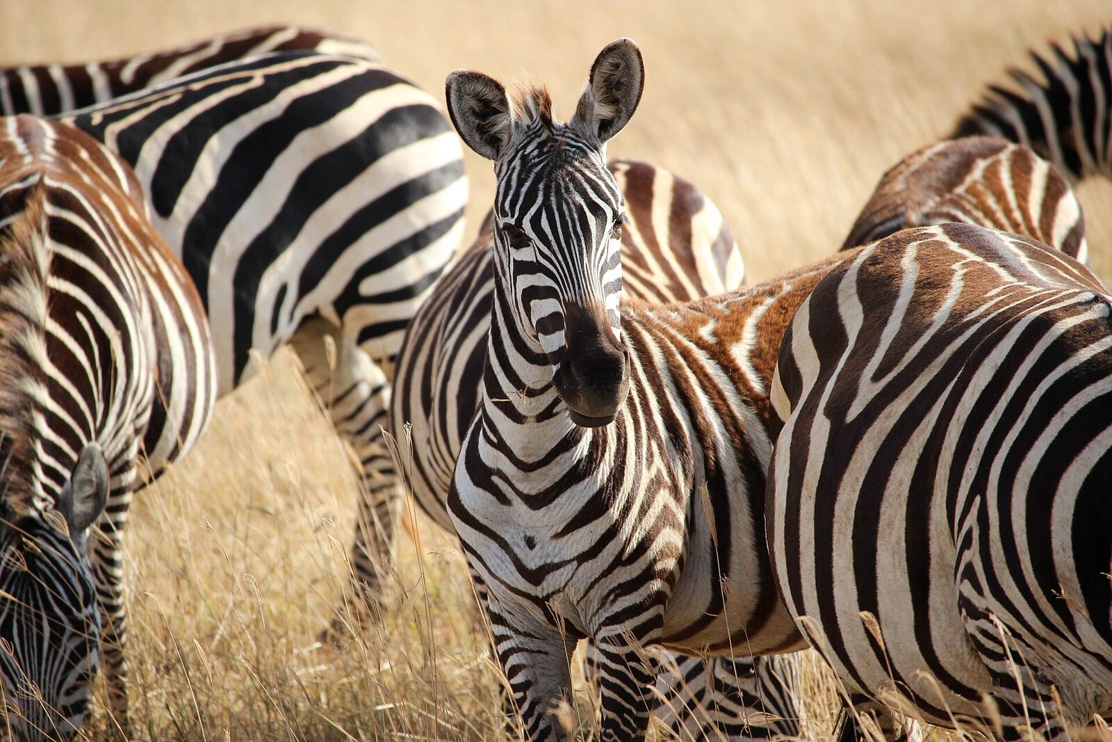 Ngorongoro Crater floor