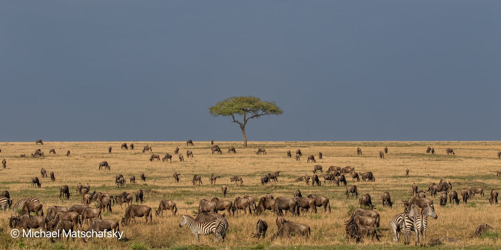 Wildebeest and zebra columns crossing the Serengeti