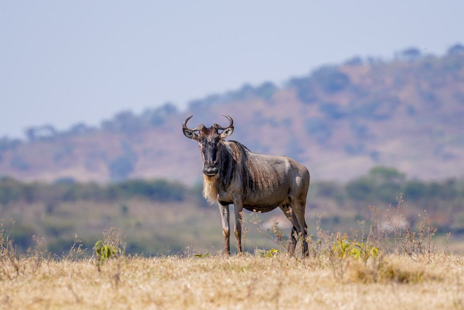 Wildebeest grazing on the short-grass plains of the Serengeti