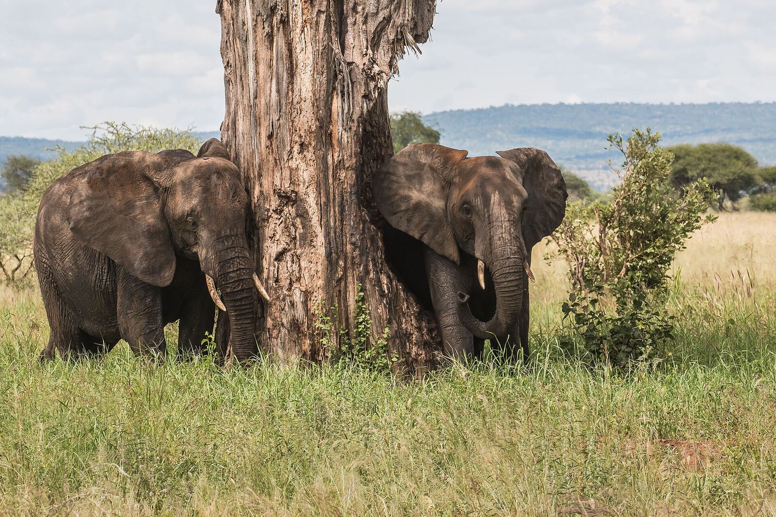 Elephant among baobab trees in Tarangire National Park