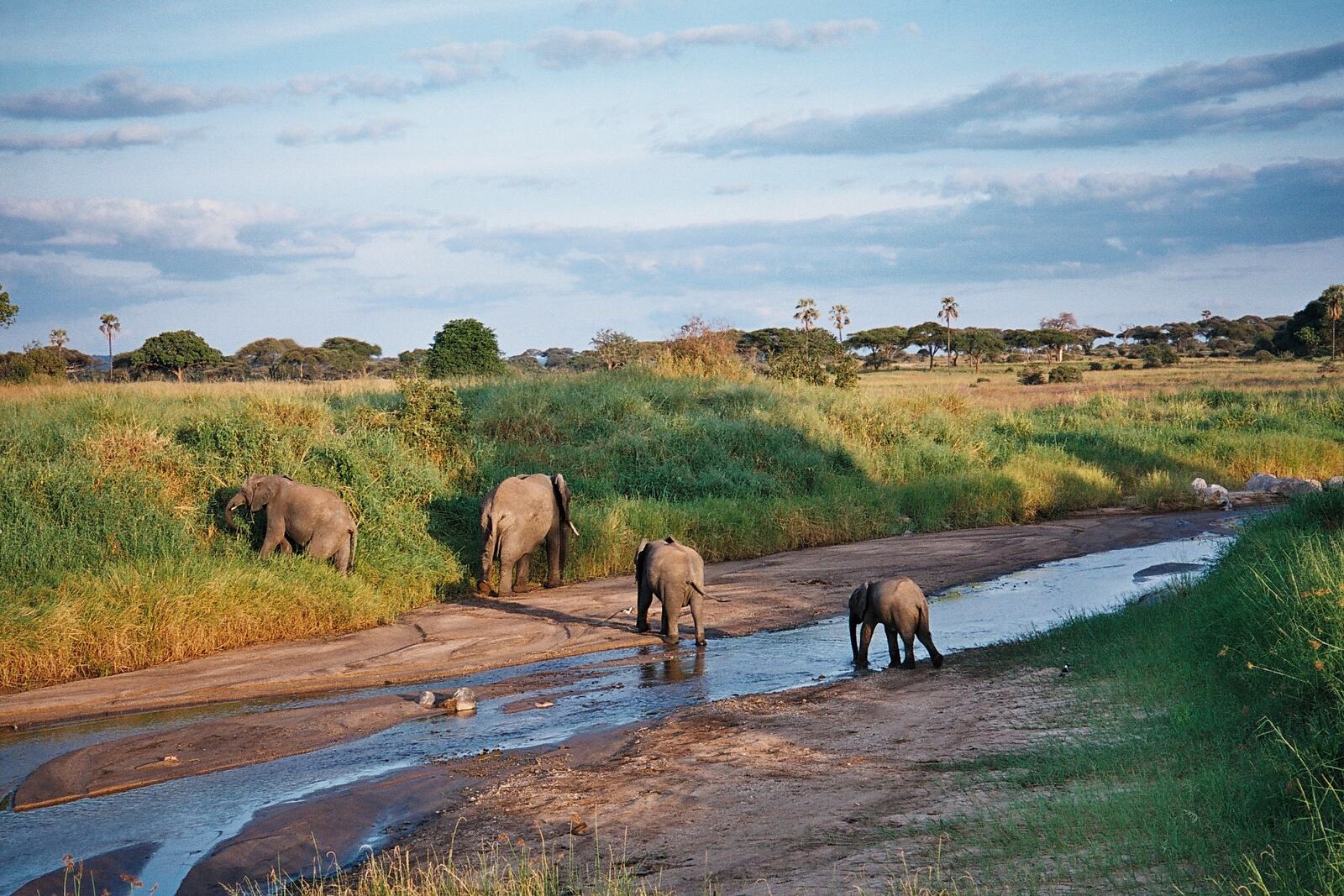 Elephant herd at the Tarangire river
