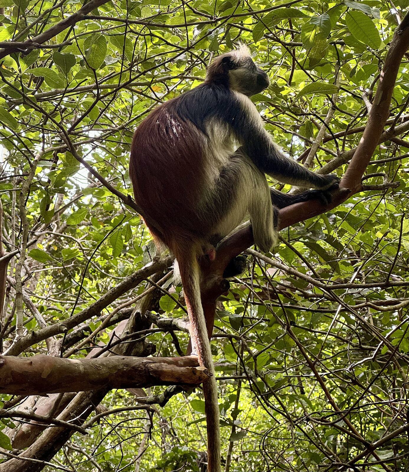 Endemic Zanzibar red colobus monkey in Jozani Forest